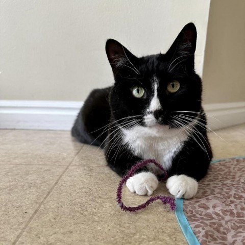 Stefano, an adoptable Domestic Short Hair in Salt Lake City, UT, 84106 | Photo Image 4