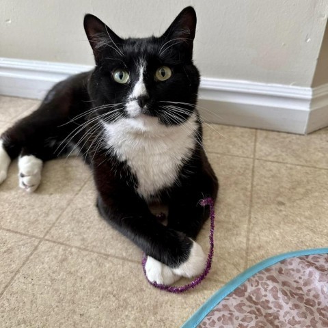 Stefano, an adoptable Domestic Short Hair in Salt Lake City, UT, 84106 | Photo Image 5