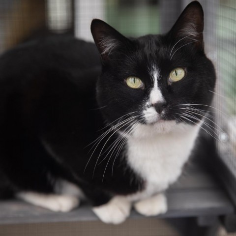 Stefano, an adoptable Domestic Short Hair in Salt Lake City, UT, 84106 | Photo Image 6