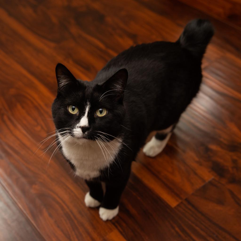 Stefano, an adoptable Domestic Short Hair in Salt Lake City, UT, 84106 | Photo Image 6