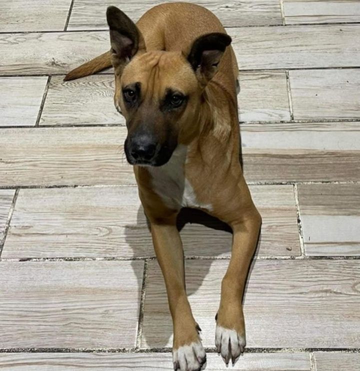 Rhodesian ridgeback malinois store mix