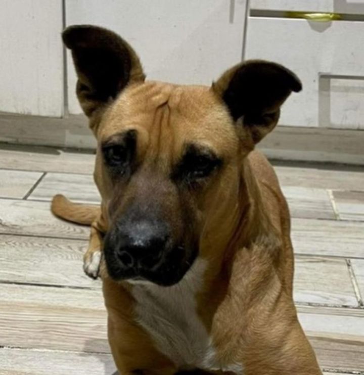 Malinois ridgeback hot sale mix