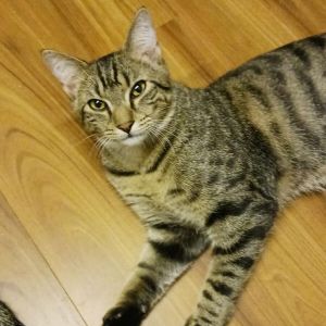 Phuzzy, Adult Male Domestic Short Hair