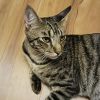 Phluffy photo 1