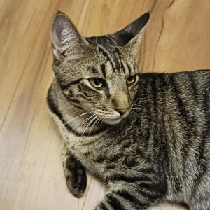 Phluffy, Adult Male Domestic Short Hair