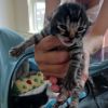 Phluffy photo 5