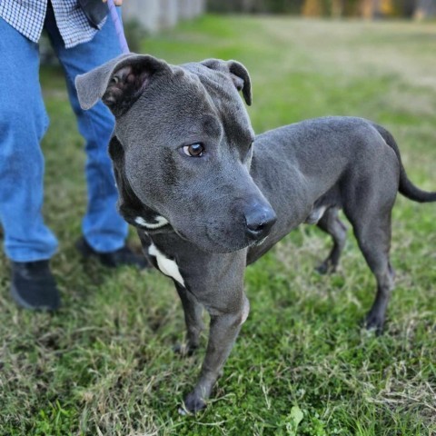 Amir, an adoptable American Staffordshire Terrier Mix in Tomball, TX_image-5