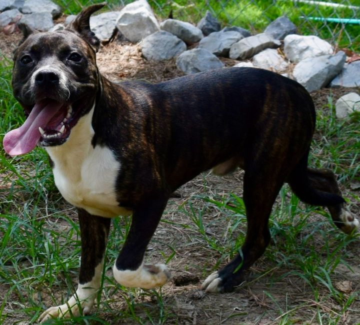 Hudson, an adoptable Pit Bull Terrier Mix in Murphysboro, IL_image-2