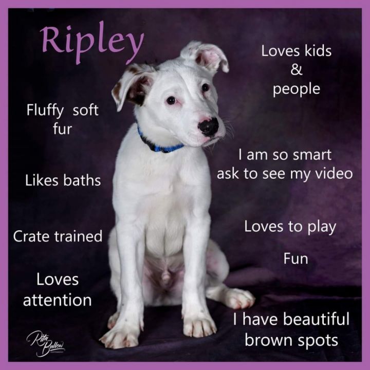 Ripley, an adoptable Pit Bull Terrier Mix in Miami, OK_image-1