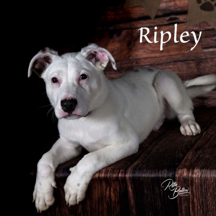 Ripley 2