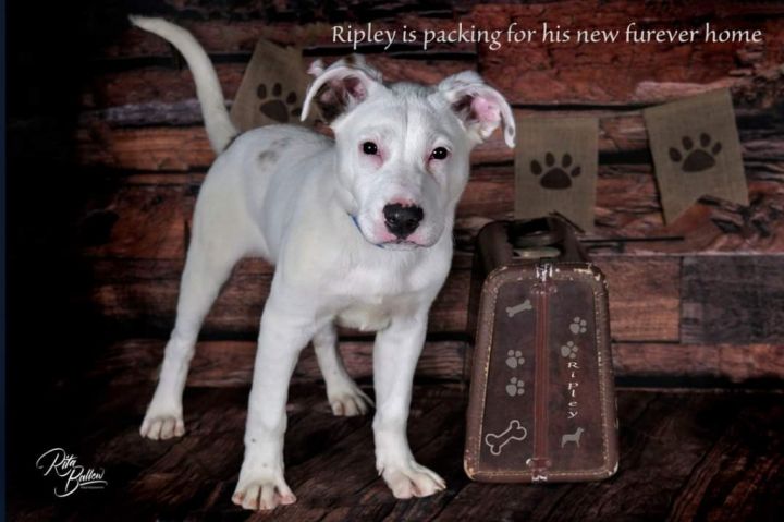 Ripley, an adoptable Pit Bull Terrier Mix in Miami, OK_image-3