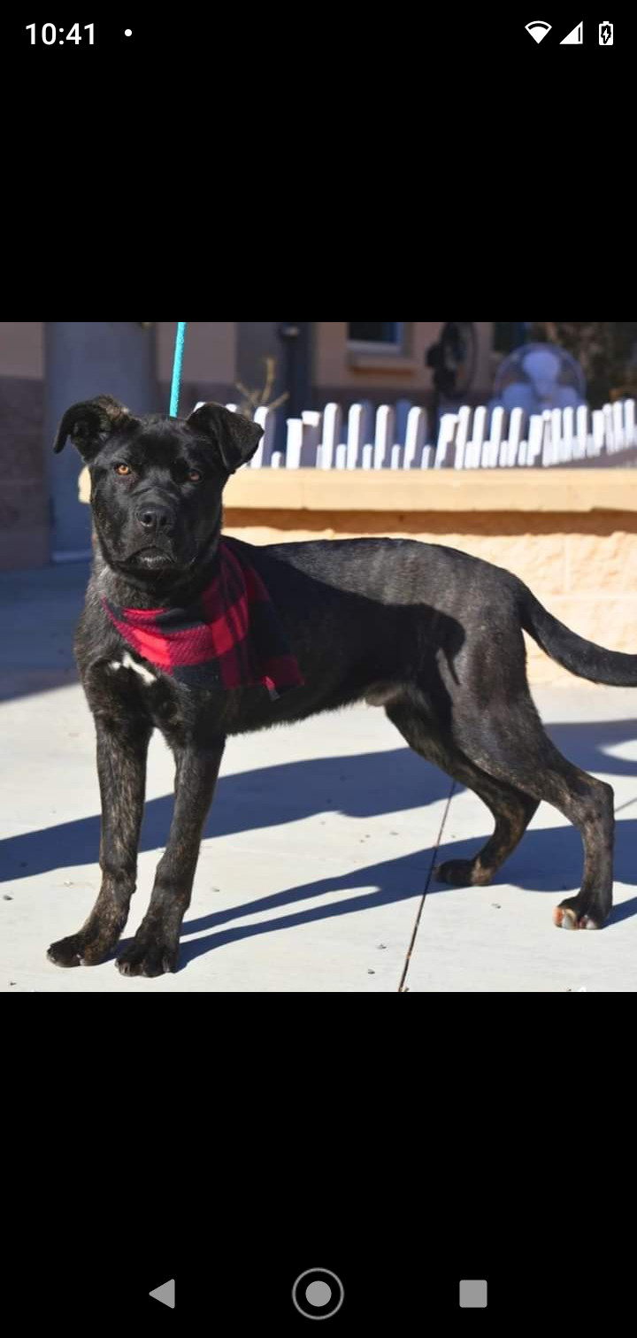 Rudy, an adoptable Pit Bull Terrier & Labrador Retriever Mix in Pasco, WA_image-2