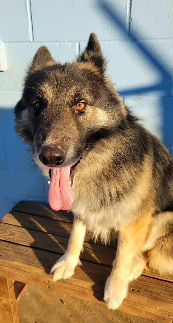 Donner , an adoptable German Shepherd Dog & Husky Mix in Johnston , IA_image-4