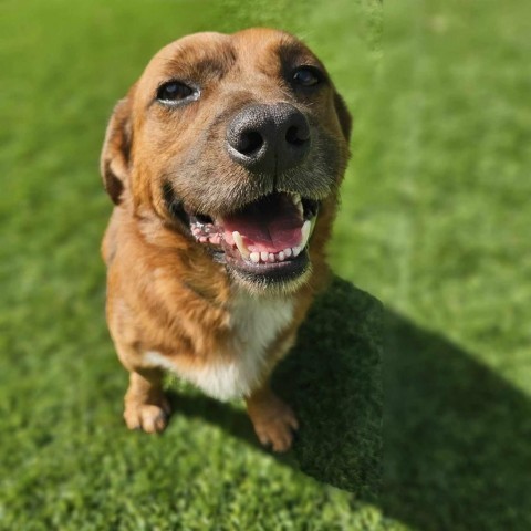 Redd, an adoptable Golden Retriever Mix in Tomball, TX_image-1