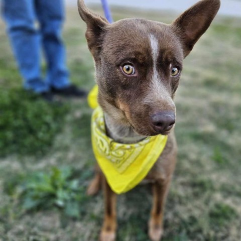 Carmela, an adoptable Cattle Dog Mix in Tomball, TX_image-1