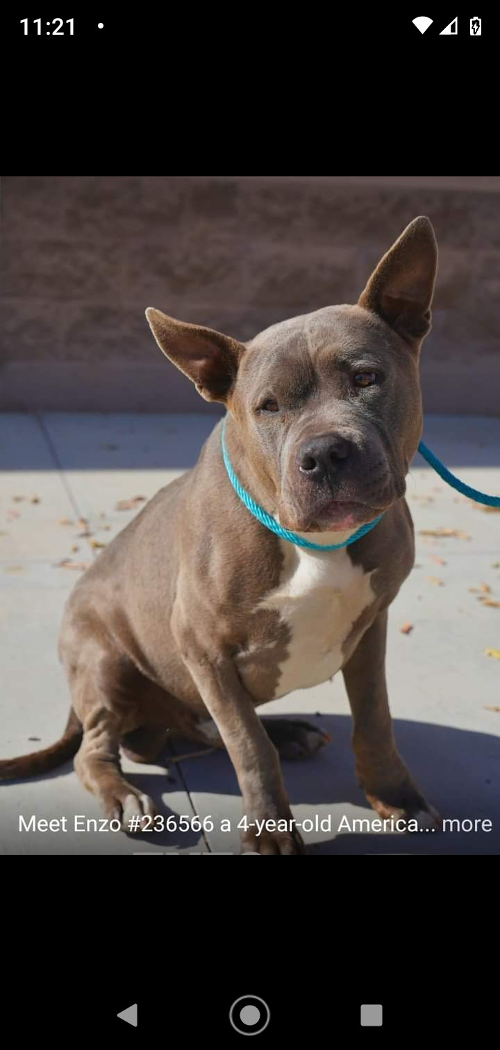 Enzo, an adoptable Pit Bull Terrier in Pasco, WA_image-2