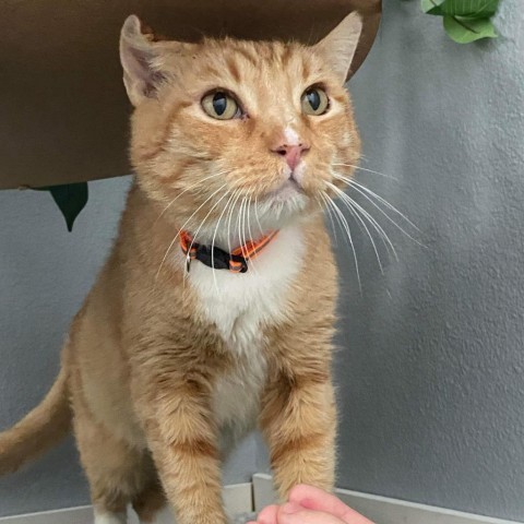 Thor, an adoptable Domestic Short Hair in Las Vegas, NV, 89122 | Photo Image 1