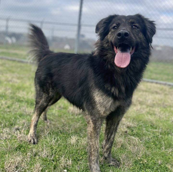 Casey, an adoptable German Shepherd Dog Mix in Dallas, TX_image-1