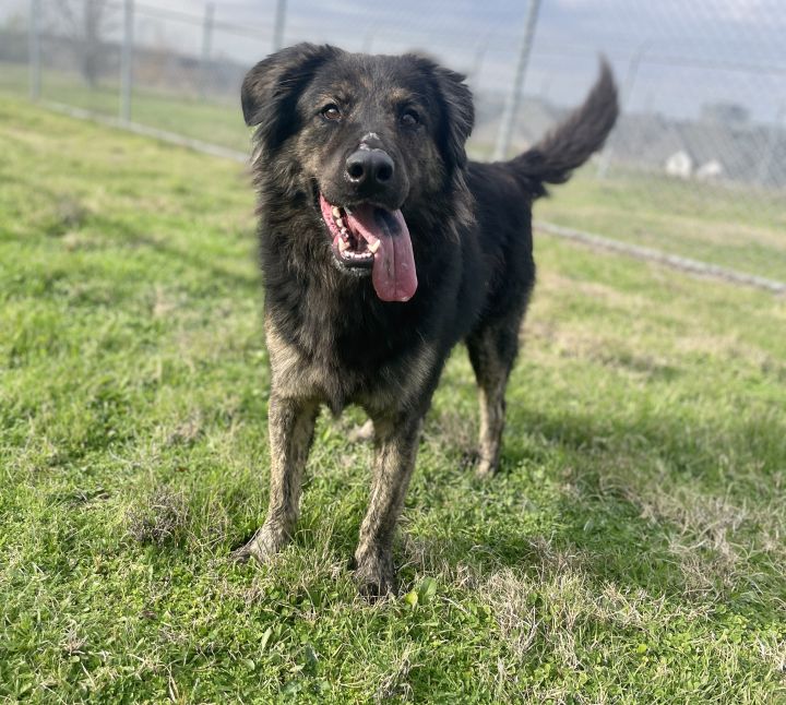 Casey, an adoptable German Shepherd Dog Mix in Dallas, TX_image-2