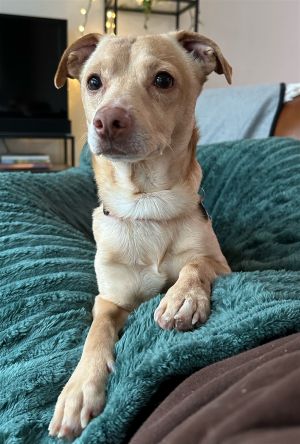 Animal Profile Hap is an approximately 14lb 3-year-old neutered male Chihuahu