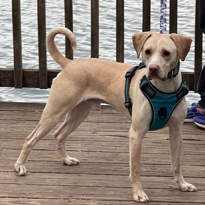 Odie, an adoptable Labrador Retriever in Charleston, WV_image-3