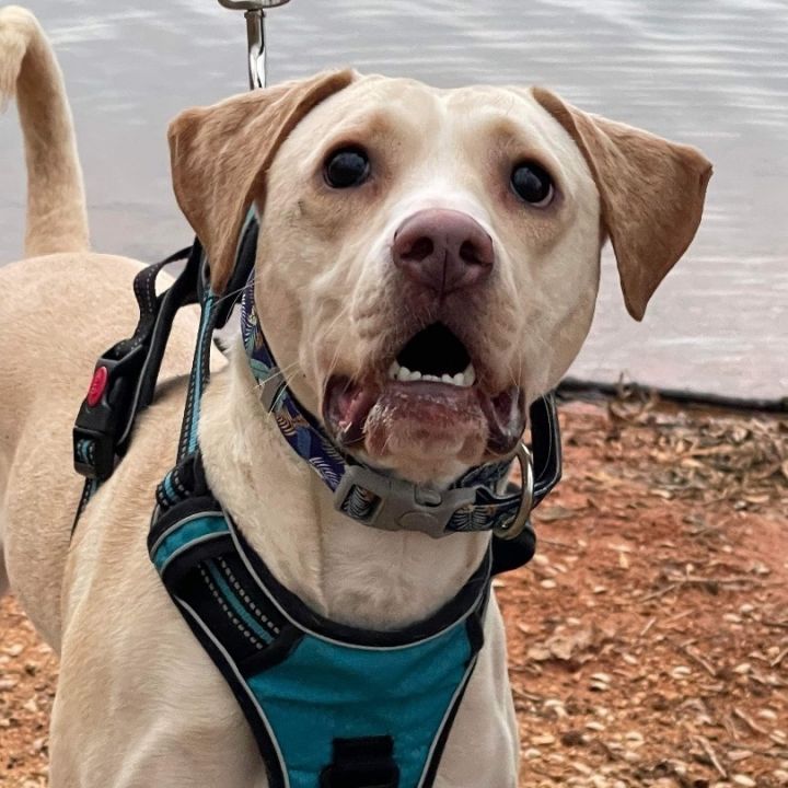Odie, an adoptable Labrador Retriever in Charleston, WV_image-4