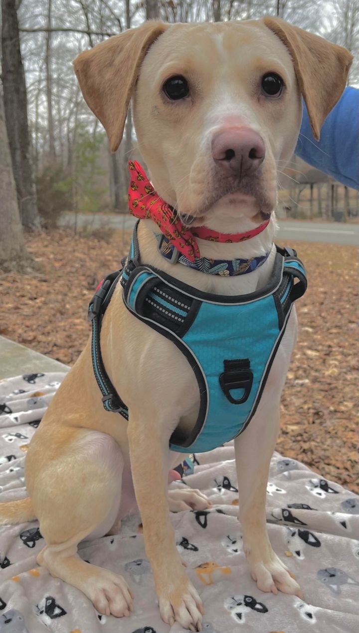 Odie, an adoptable Labrador Retriever in Charleston, WV_image-5