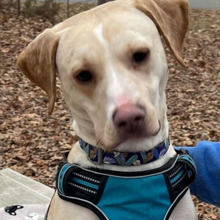Odie, an adoptable Labrador Retriever in Annapolis, MD_image-2
