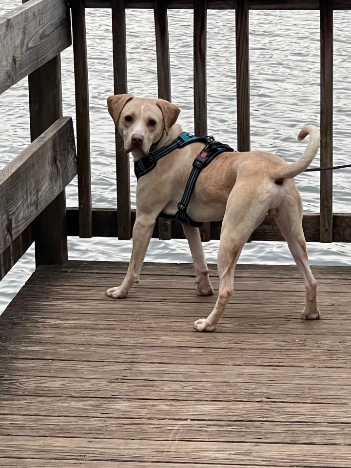Odie, an adoptable Labrador Retriever in Annapolis, MD_image-6