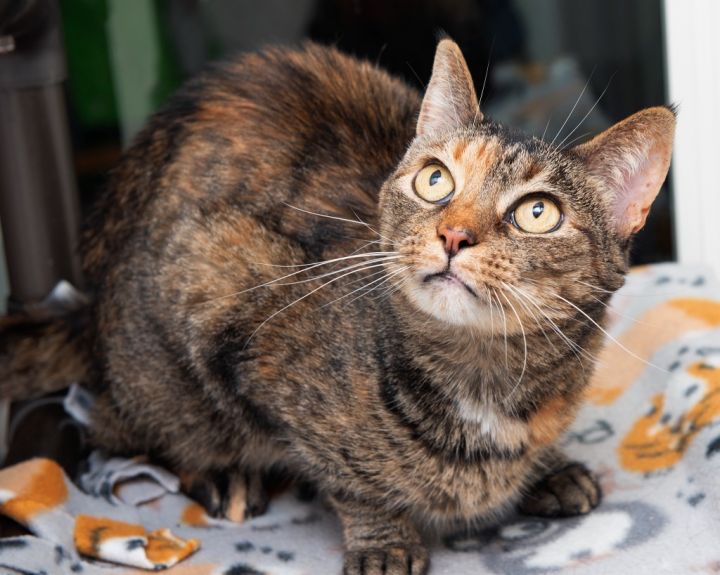 Tiger Lily, an adoptable Domestic Short Hair in Boone, IA_image-1