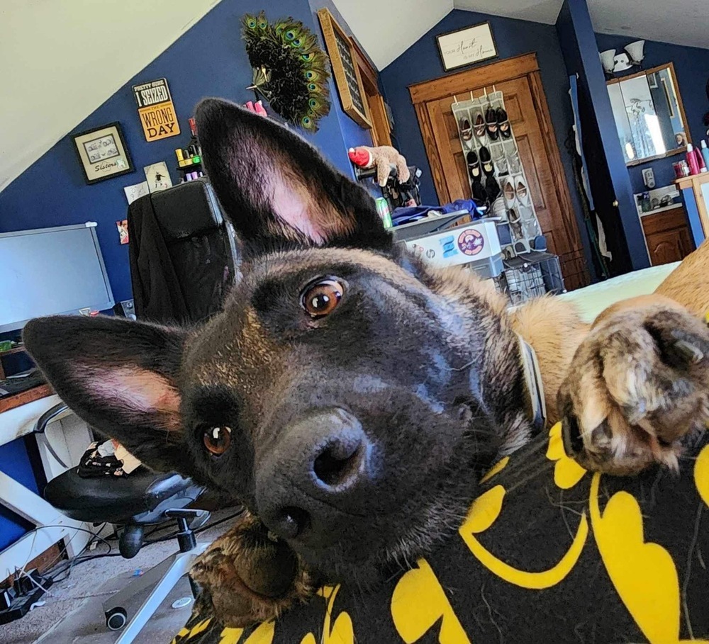 Boozy Brood- Malort fka Zin- Located in Wisconsin, an adoptable Belgian Shepherd / Malinois in Imlay City, MI, 48444 | Photo Image 2