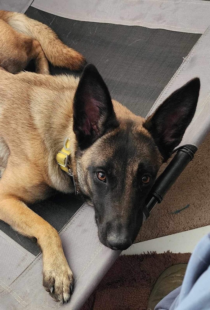 Boozy Brood- Malort fka Zin- Located in Wisconsin, an adoptable Belgian Shepherd / Malinois in Imlay City, MI, 48444 | Photo Image 3