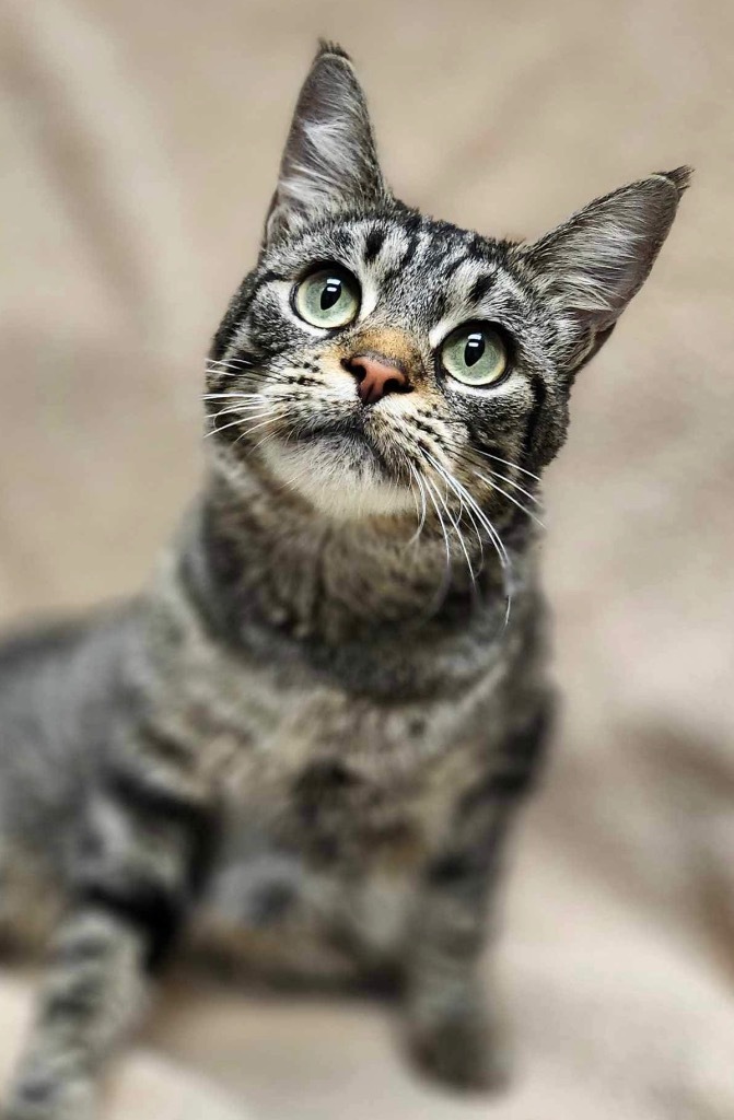 Befana, an adoptable Domestic Short Hair in Defiance, OH_image-3