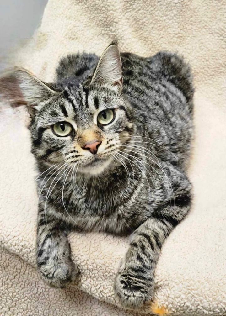 Befana, an adoptable Domestic Short Hair in Defiance, OH_image-4