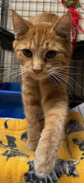 Samantha, an adoptable Manx, Domestic Short Hair in Apollo, PA, 15613 | Photo Image 1