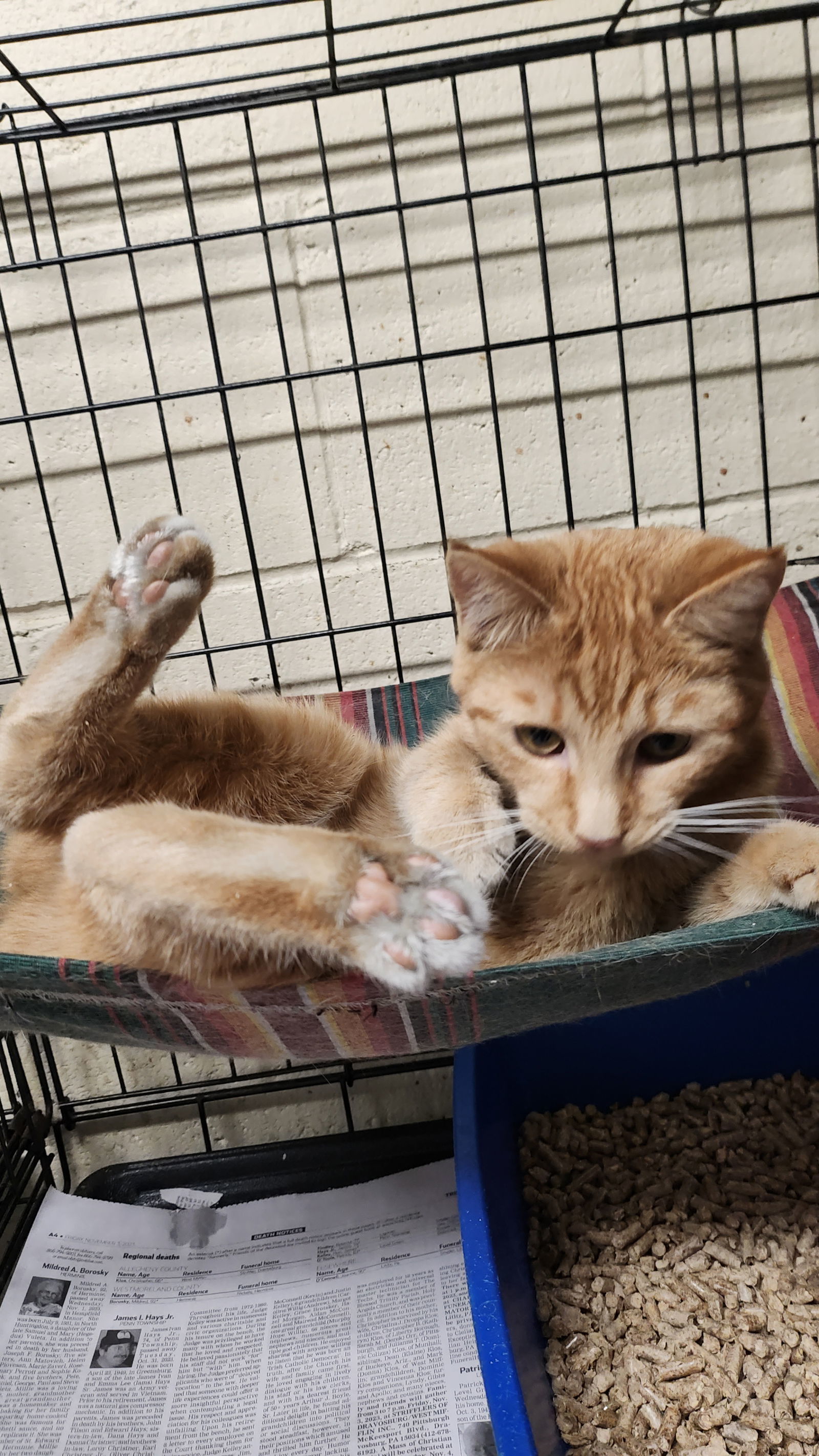 Samantha, an adoptable Manx, Domestic Short Hair in Apollo, PA, 15613 | Photo Image 3