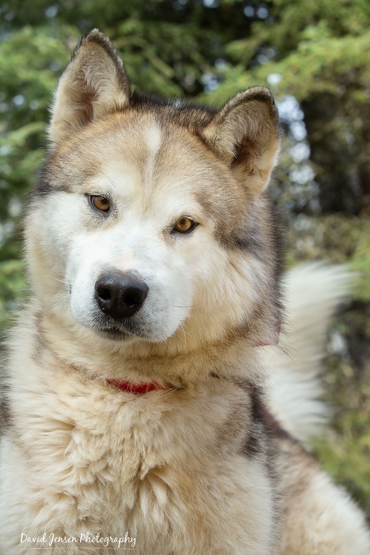 Malamute dogs best sale for adoption