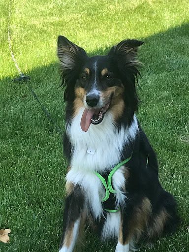 Australian shepherd hot sale illinois