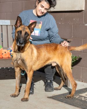 Shemka-IN FOSTER, Adult Male Mixed Breed