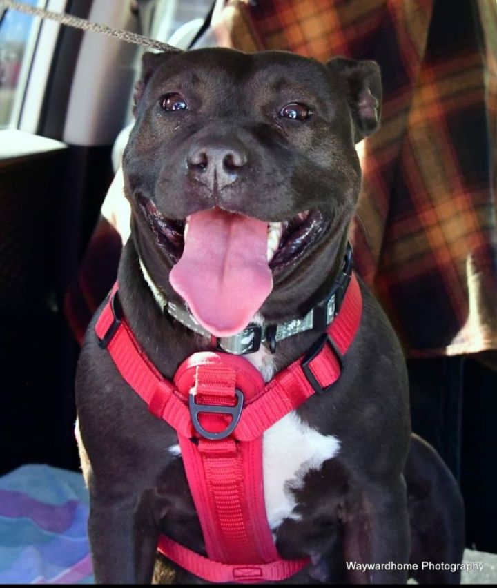 Pheniox, an adopted Pit Bull Terrier Mix in ocala, FL_image-5