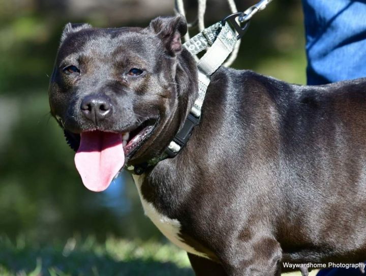 Pheniox, an adopted Pit Bull Terrier Mix in ocala, FL_image-1