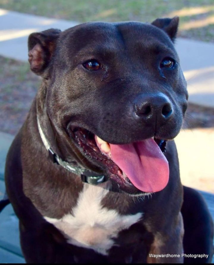 Pheniox, an adopted Pit Bull Terrier Mix in ocala, FL_image-6