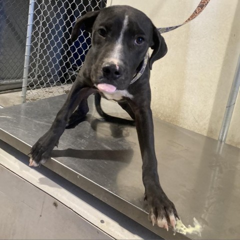 Riff Raff, an adoptable Mixed Breed in Las Cruces, NM, 88012 | Photo Image 2