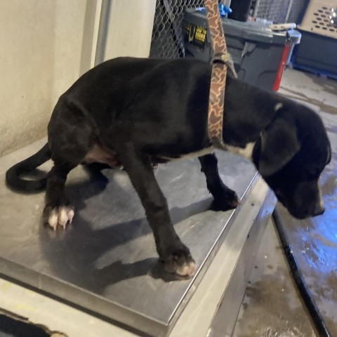 Riff Raff, an adoptable Mixed Breed in Las Cruces, NM, 88012 | Photo Image 3