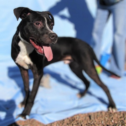 Riff Raff, an adoptable Mixed Breed in Las Cruces, NM, 88012 | Photo Image 5