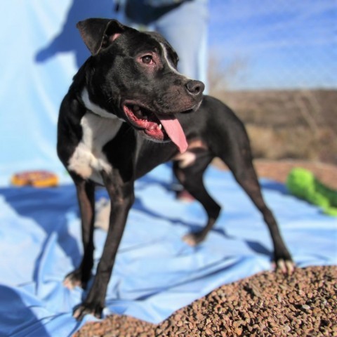 Riff Raff, an adoptable Mixed Breed in Las Cruces, NM, 88012 | Photo Image 6