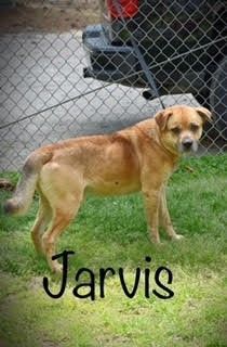 Jarvis Turn Key Lab Mix Beautifully Behaved No leash needed!