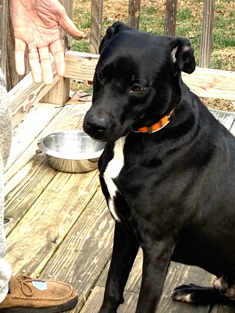 Jarvis Turn Key Lab Mix Beautifully Behaved No leash needed!