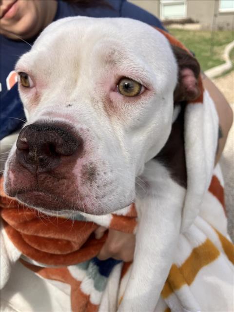 MILLIE, an adoptable Bullmastiff, Mixed Breed in Dallas, TX, 75212 | Photo Image 1