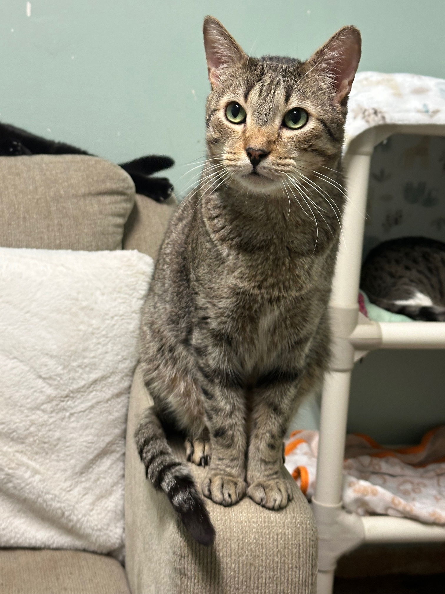 Thomas, an adoptable Domestic Short Hair in Jackson, MS, 39213 | Photo Image 1